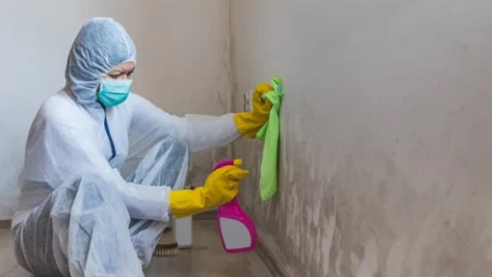 Mold Removal